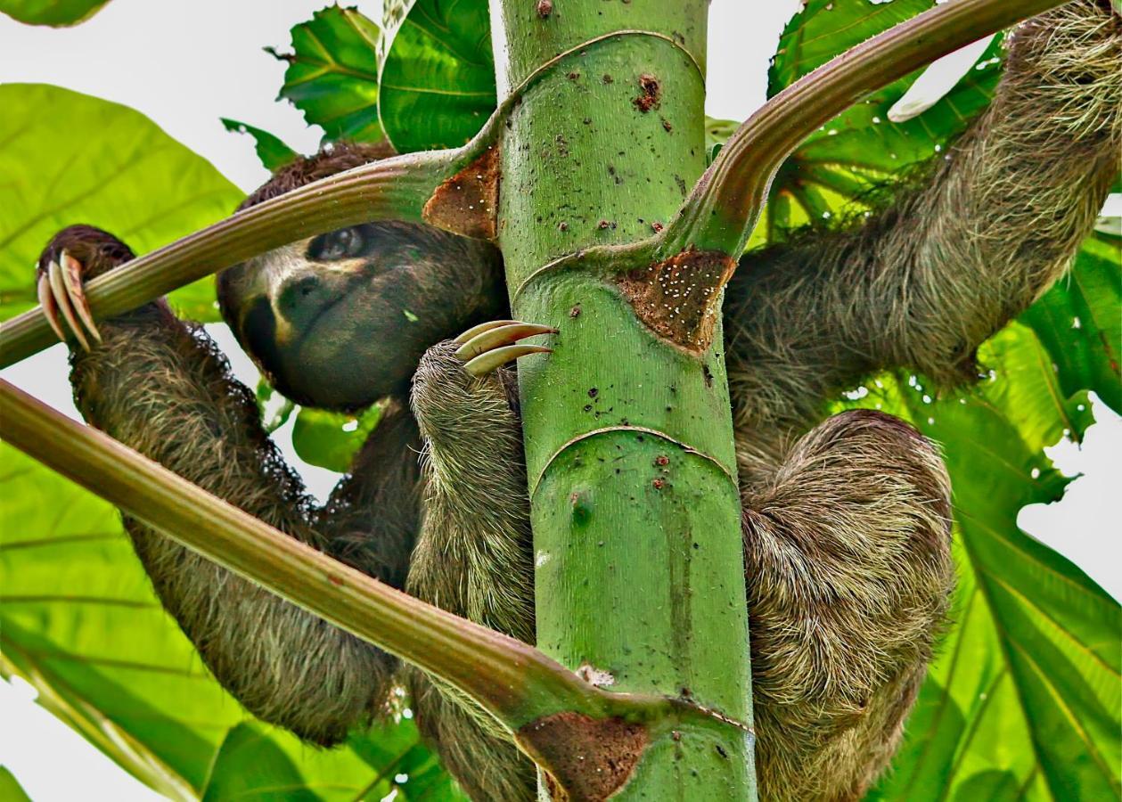Amazon Muyuna Lodge Paraíso Exteriör bild