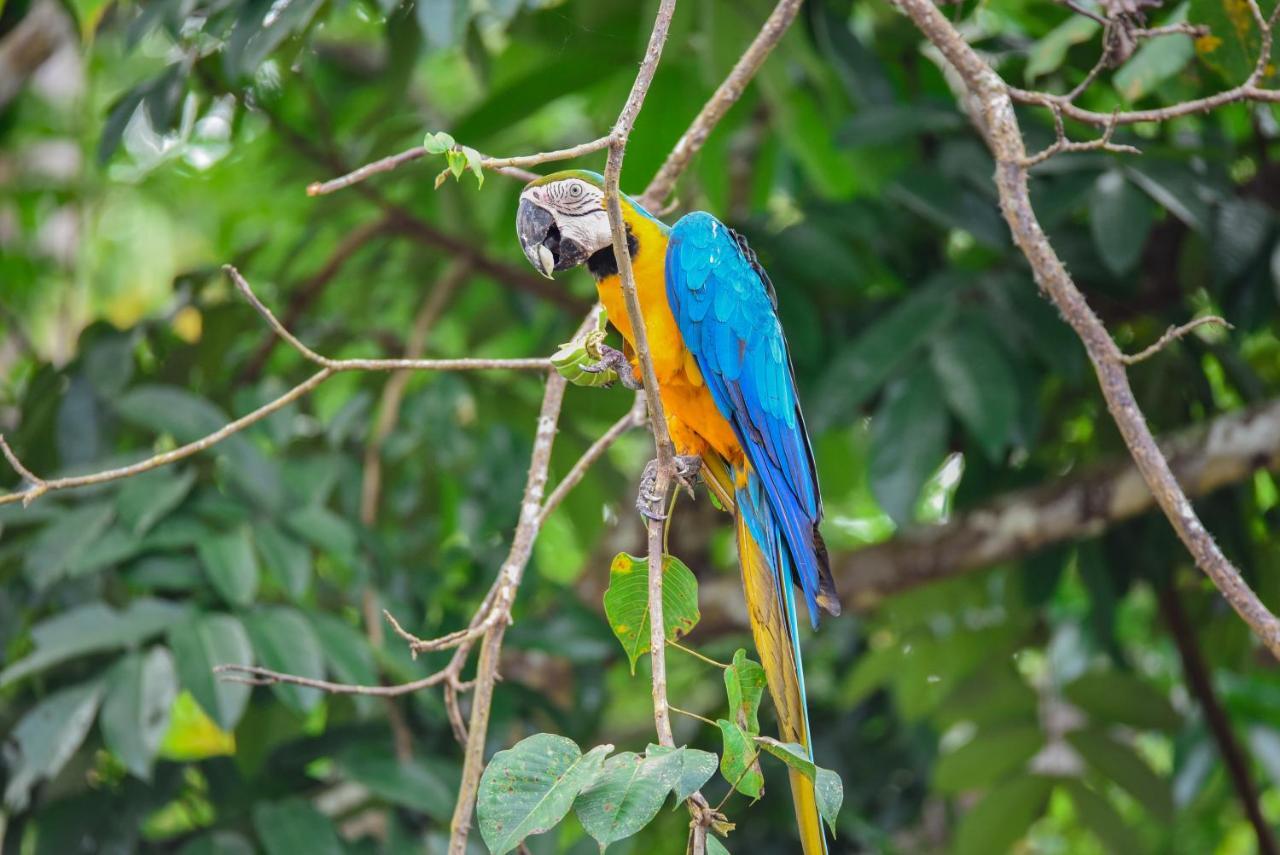 Amazon Muyuna Lodge Paraíso Exteriör bild