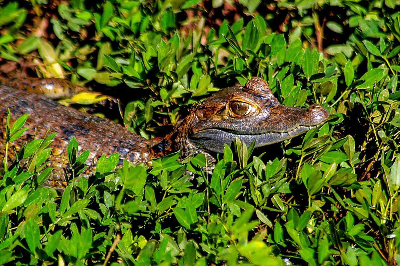 Amazon Muyuna Lodge Paraíso Exteriör bild