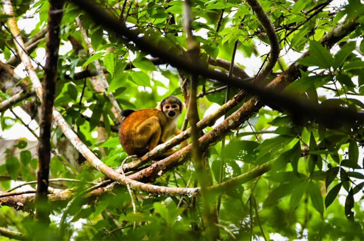 Amazon Muyuna Lodge Paraíso Exteriör bild