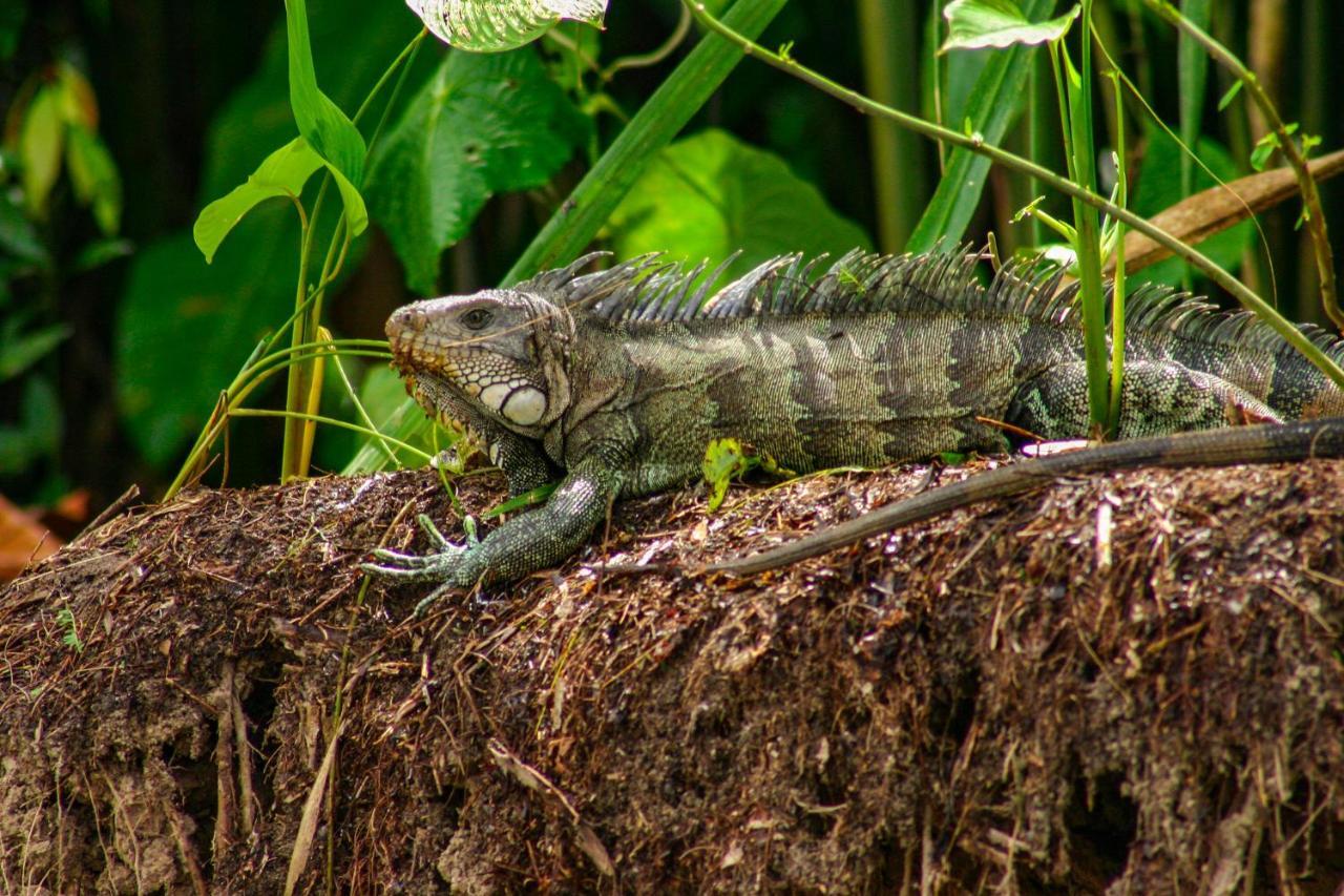 Amazon Muyuna Lodge Paraíso Exteriör bild