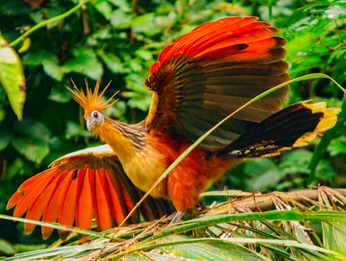 Amazon Muyuna Lodge Paraíso Exteriör bild