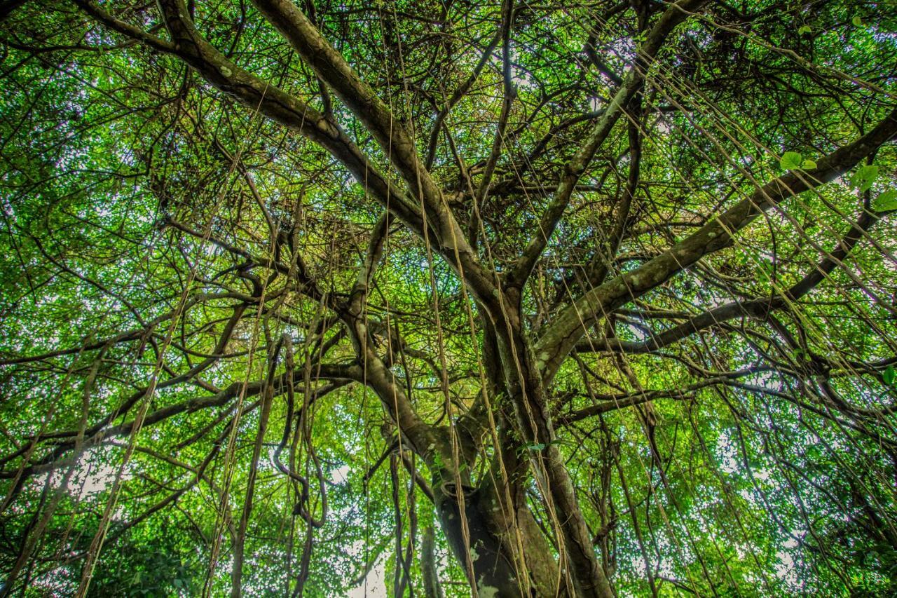 Amazon Muyuna Lodge Paraíso Exteriör bild